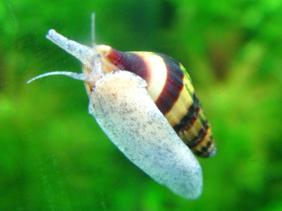 helenca