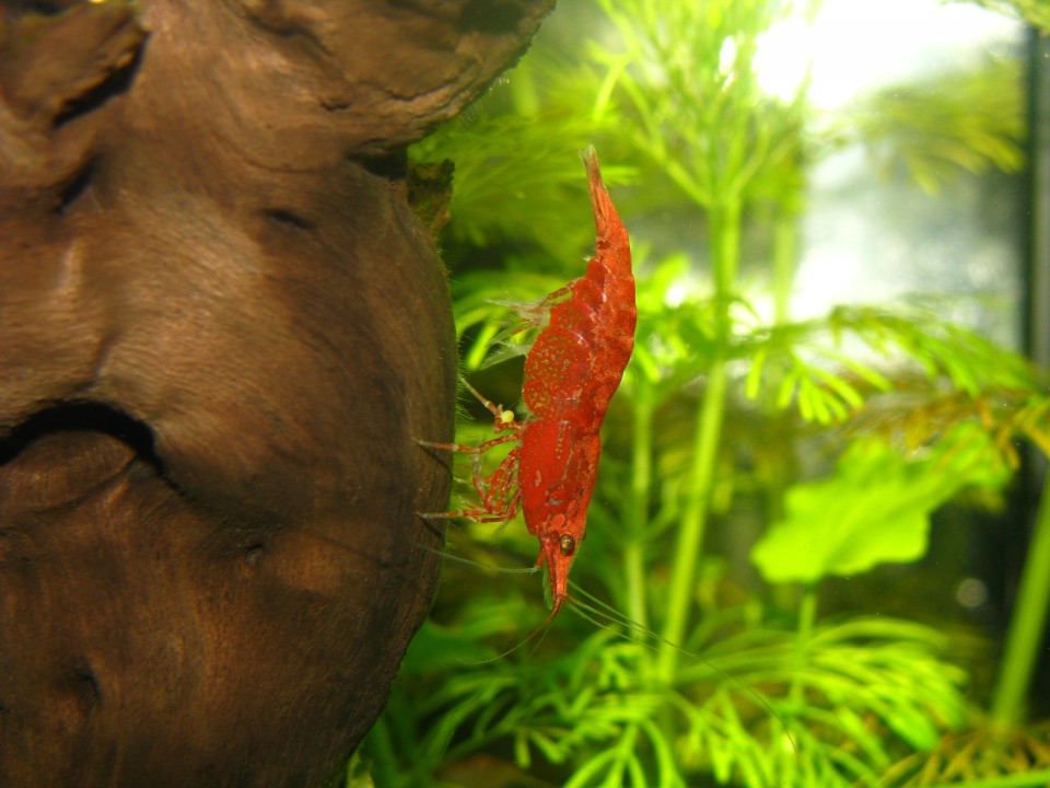 Neocaridina heteropoda var. red