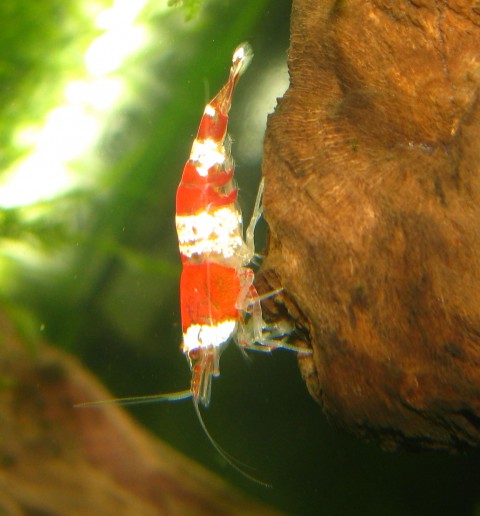 Caridina cf. cantonensis 'Crystal Red'