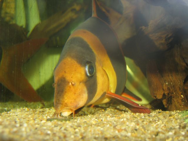 Akvariji - foto