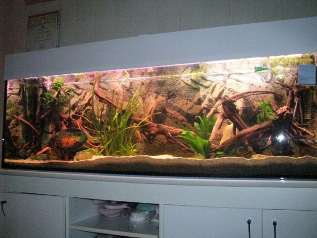 Akvariji - foto