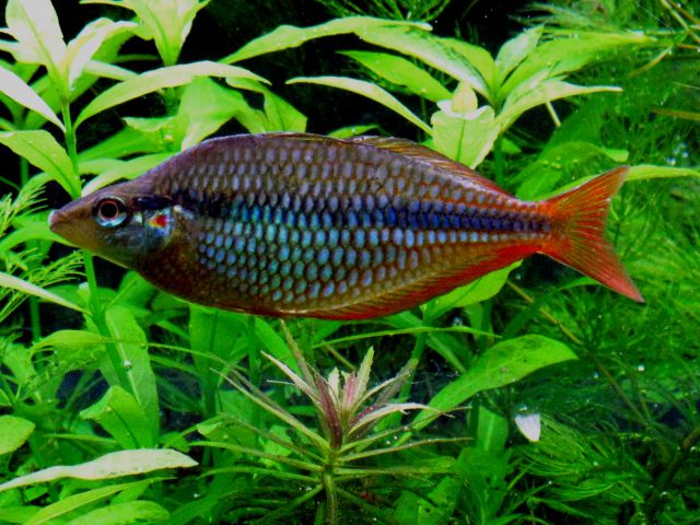 Akvariji - foto