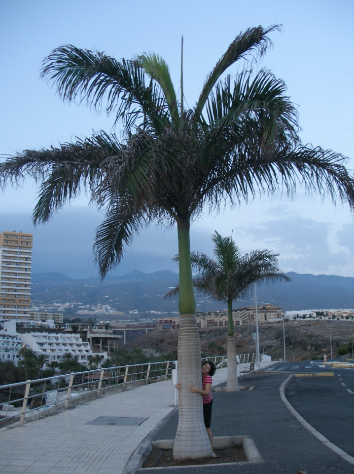 Tenerife - foto povečava
