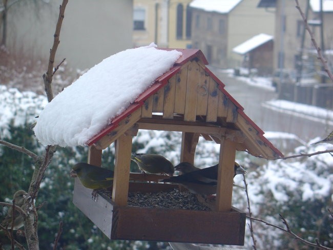 Ptice - foto povečava