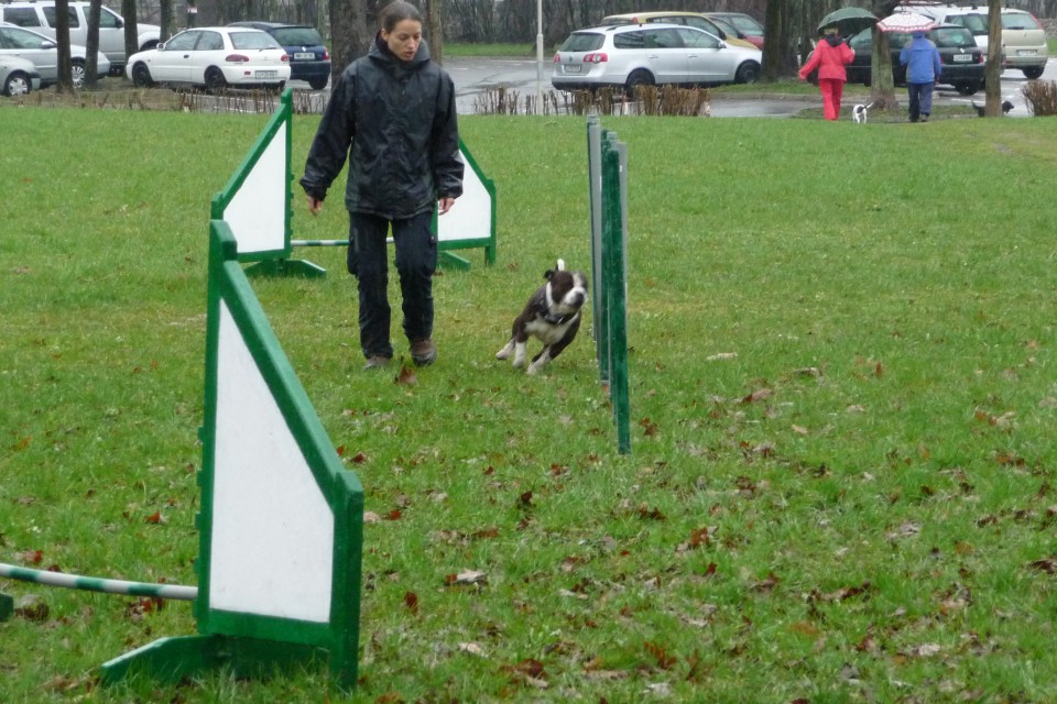 Repkov tek 2009 - Agility - foto povečava