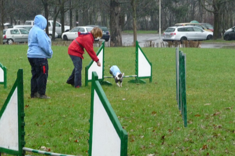 Repkov tek 2009 - Agility - foto povečava