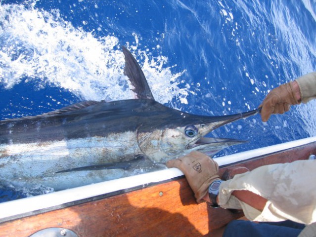 Blue marlin ujet na treningu, spuščen, caa 100kg