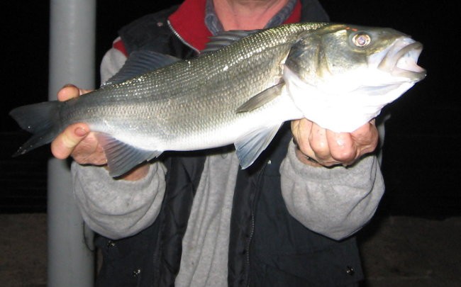 Brancin, 2kg
Ujet na Istu 4.11.2005 z obale ponoči. Vaba: dagnja!!!