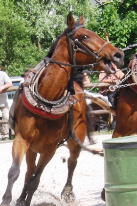 Žiri, 01.06.08