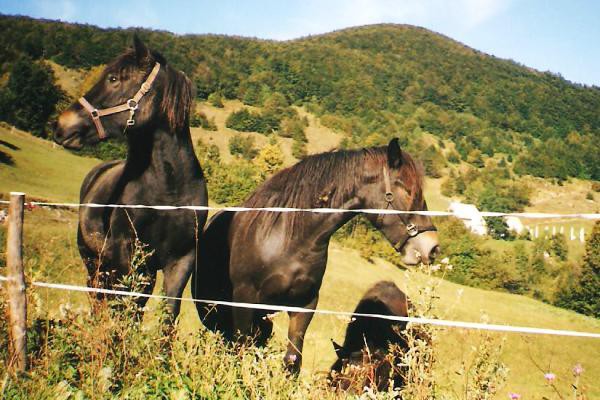 As - foto povečava