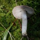 Prstena kolobarnica - Tricholoma - terreum