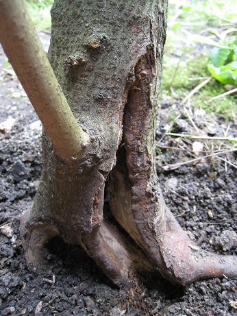 Javor - foto povečava