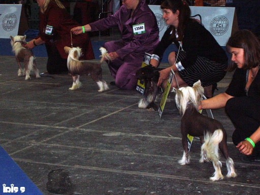 Euro Dog Show Budapest 08 - foto povečava