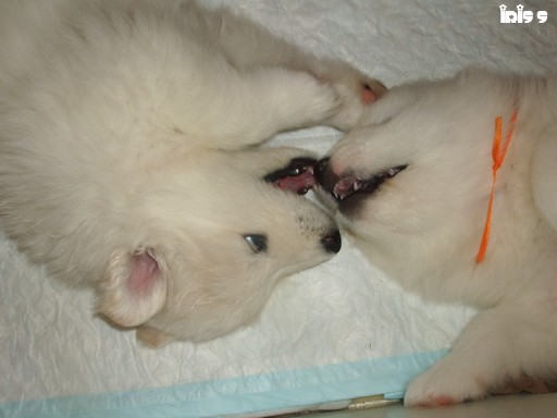 Oona's Heart Anaya x Benji of Xamba Yoshi and - foto
