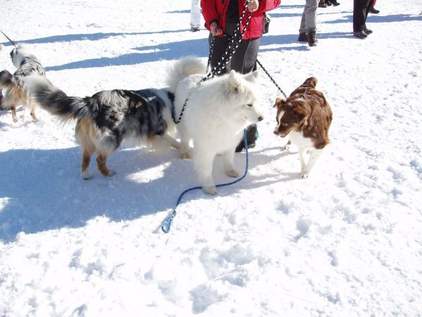 Sleddog Rateče 2007 - foto