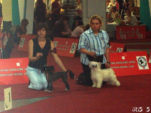 Euro Dog Show Zagreb 8. 6. 2007 - foto povečava
