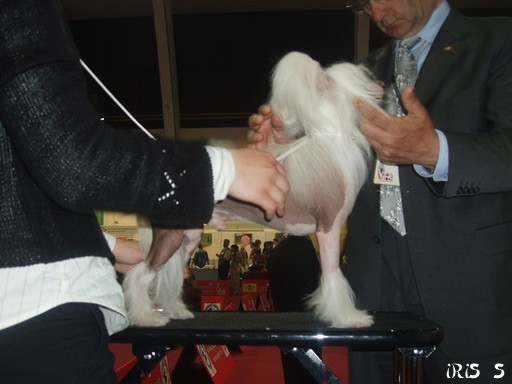 Euro Dog Show Zagreb 8. 6. 2007 - foto povečava