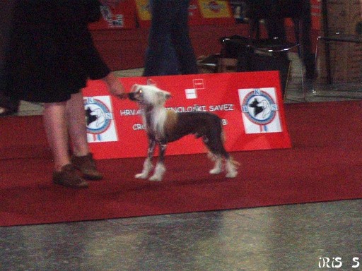 Euro Dog Show Zagreb 8. 6. 2007 - foto povečava