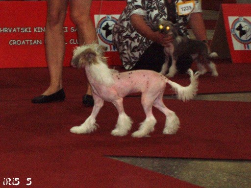 Euro Dog Show Zagreb 8. 6. 2007 - foto