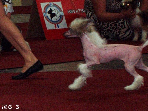 Euro Dog Show Zagreb 8. 6. 2007 - foto povečava