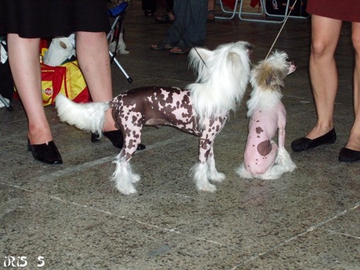 Euro Dog Show Zagreb 8. 6. 2007 - foto