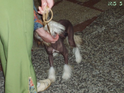 Euro Dog Show Zagreb 8. 6. 2007 - foto