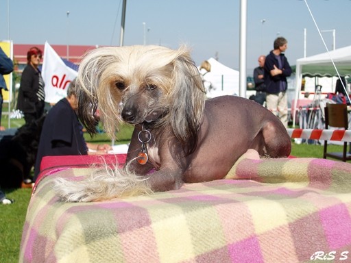 CACIB Lendava 2007 - foto povečava