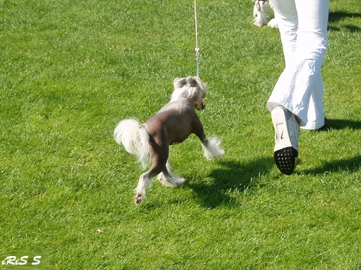 CACIB Lendava 2007 - foto povečava