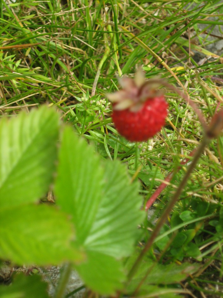 Velika planina
julij