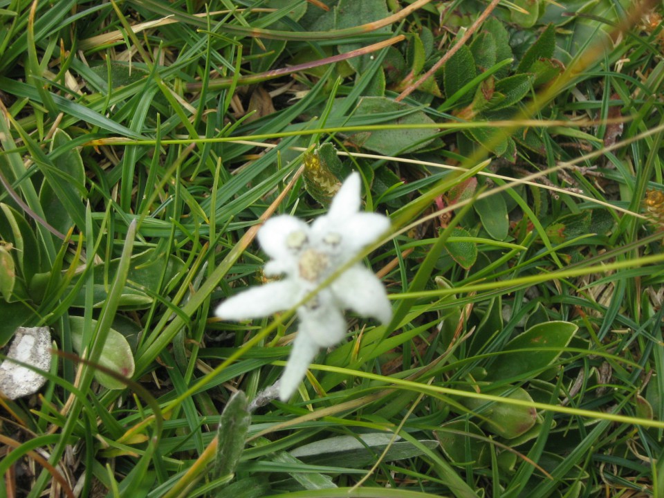 Velika planina
julij