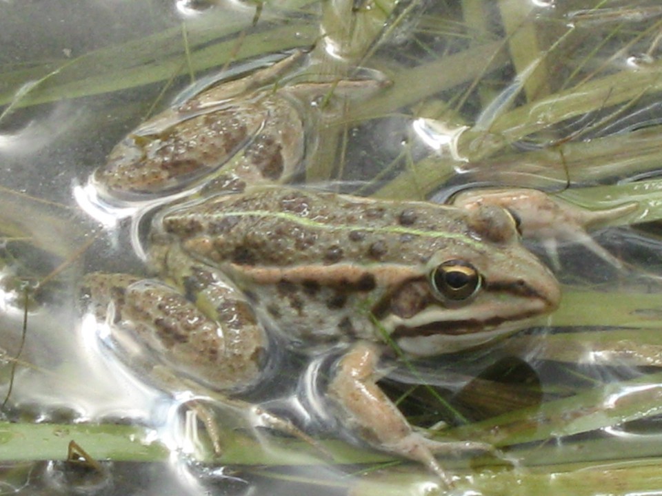 Cerkniško jezero
8.8.2009