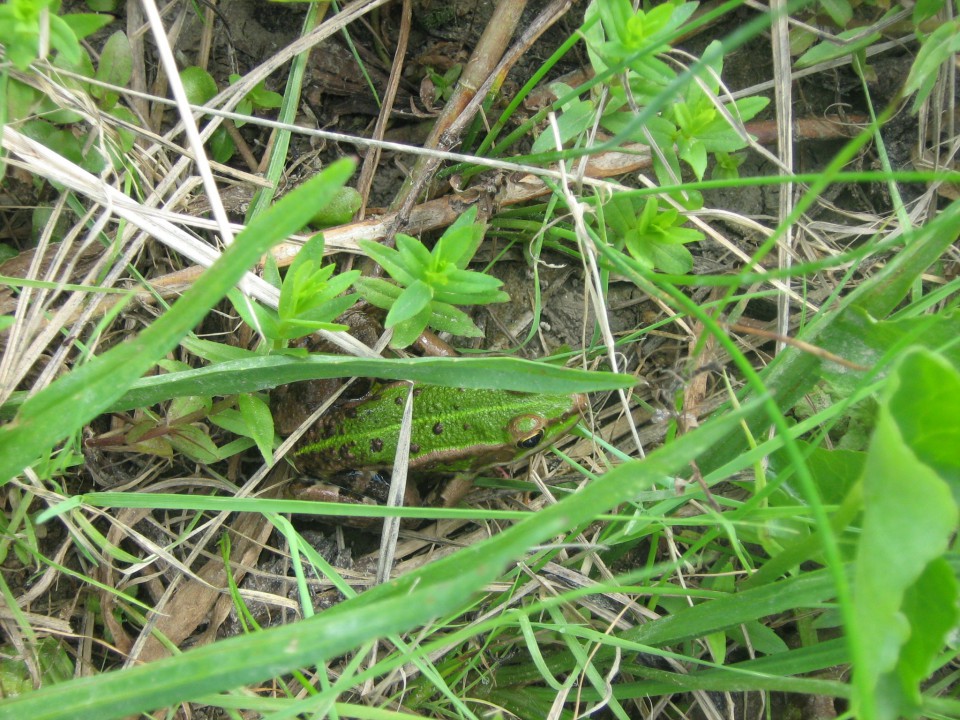 Cerkniško jezero
8.8.2009