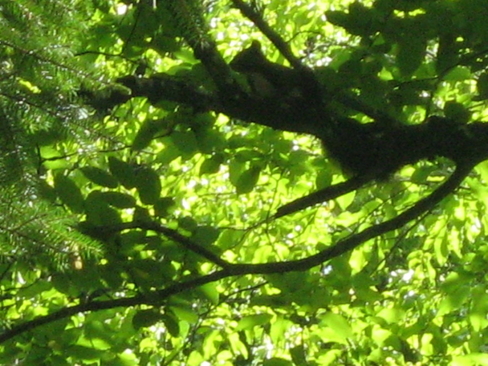 grajski park,Snežnik
9.8.2009