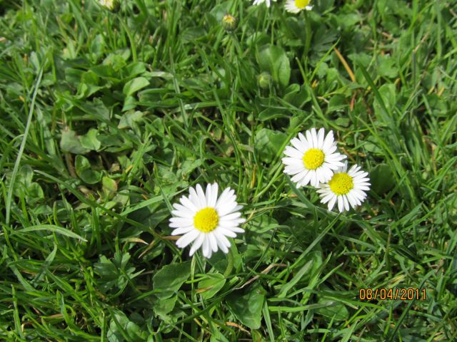 Bellis perennis ,marjetica