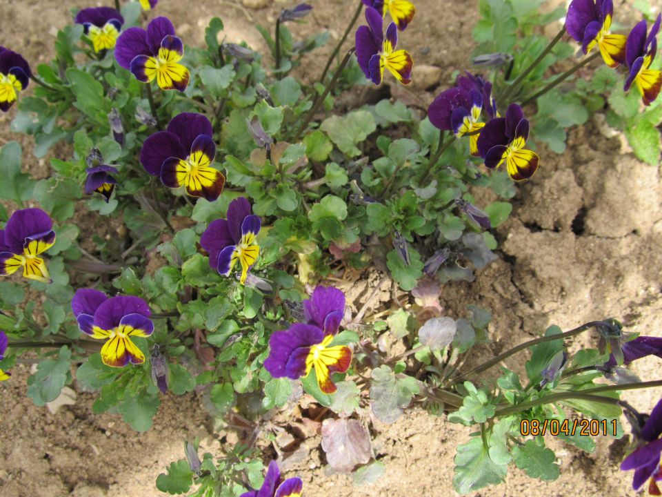 Viola tricolor ,divja mačeha