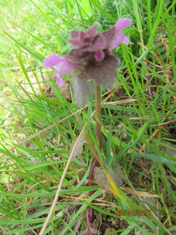 Glechoma hederacea  ,grenkuljica