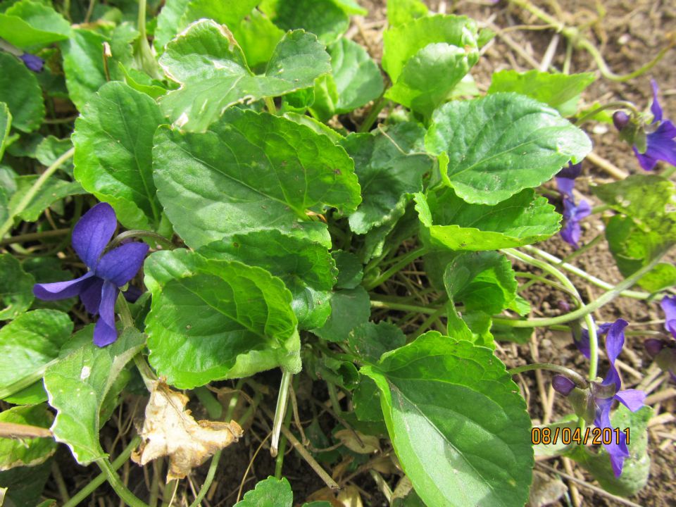 Viola odorata  ,vijolica