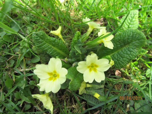 Primula  vulgaris  ,trobentica