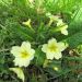 Primula  vulgaris  ,trobentica