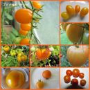 Oranžni