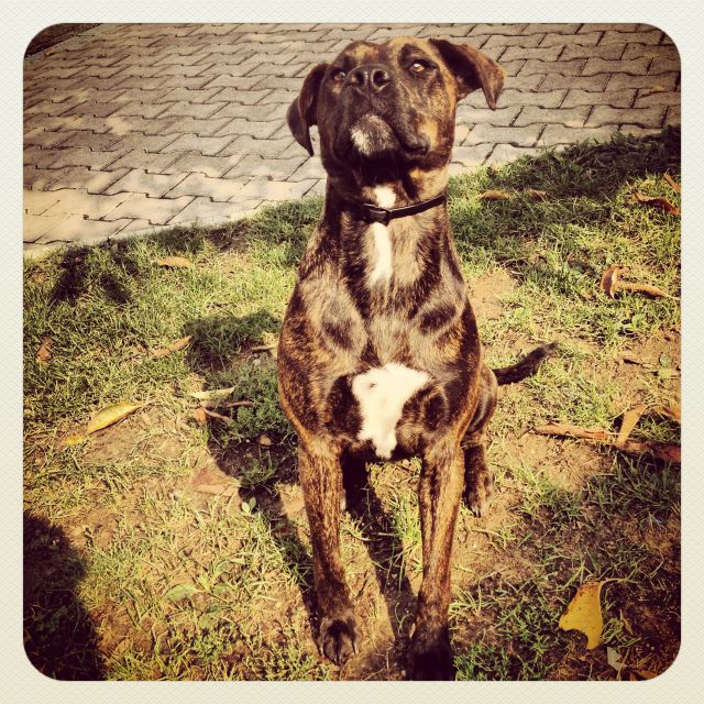 AmStaff - foto