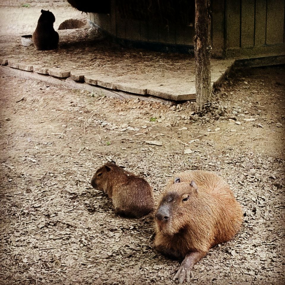 ZOO LJ obisk 3.5.13 - foto povečava