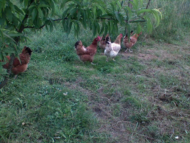 Kokice - foto povečava