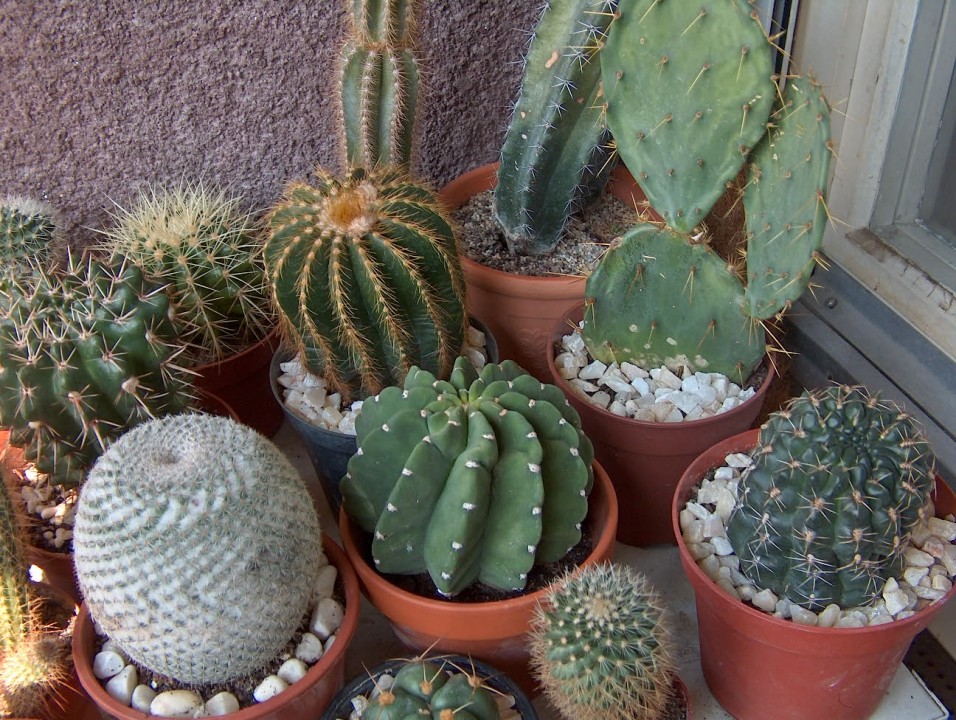 Kaktusi - foto povečava
