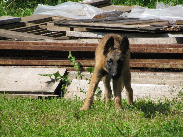 13.7. Micene - foto povečava