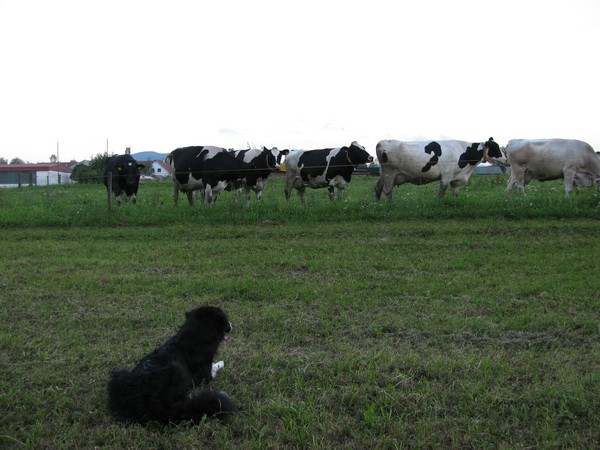 Pesoti Bohinj in krave - foto povečava
