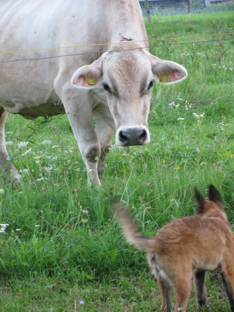 Pesoti Bohinj in krave - foto