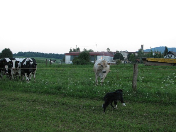 Pesoti Bohinj in krave - foto povečava