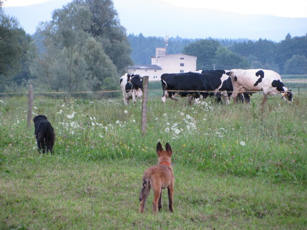 Pesoti Bohinj in krave - foto