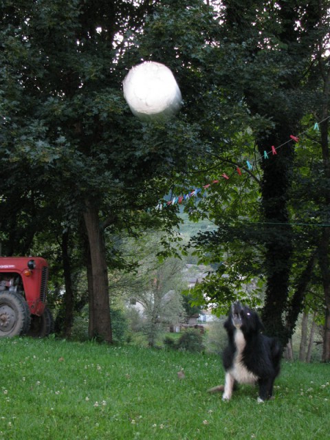 Pesoti Bohinj in krave - foto